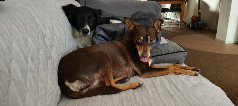 Van wie zijn die honden?
